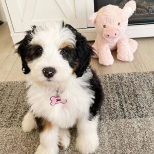 Meet Bailey – The Gentle Shadow
