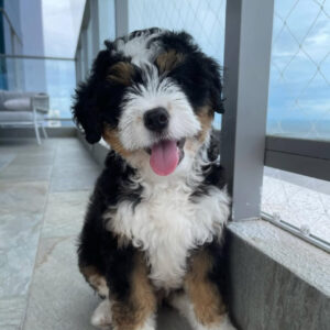 Meet Kobe - The Classic Gentle Soul