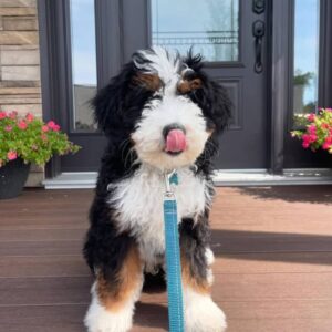Meet Wallen – The Intelligent Observer