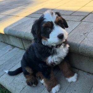 Meet Willow – The Adventurous Sweetheart