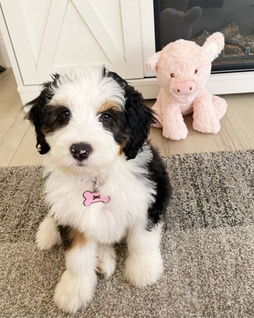 Bailey-Male.jpg
