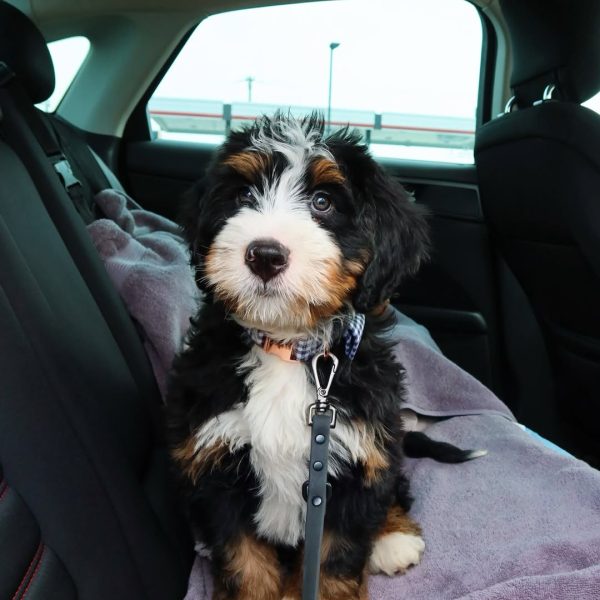 F1 Bernedoodle Puppies (1)